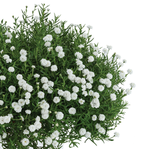 ACHILLEA SUMMER DRIFT 1.5L