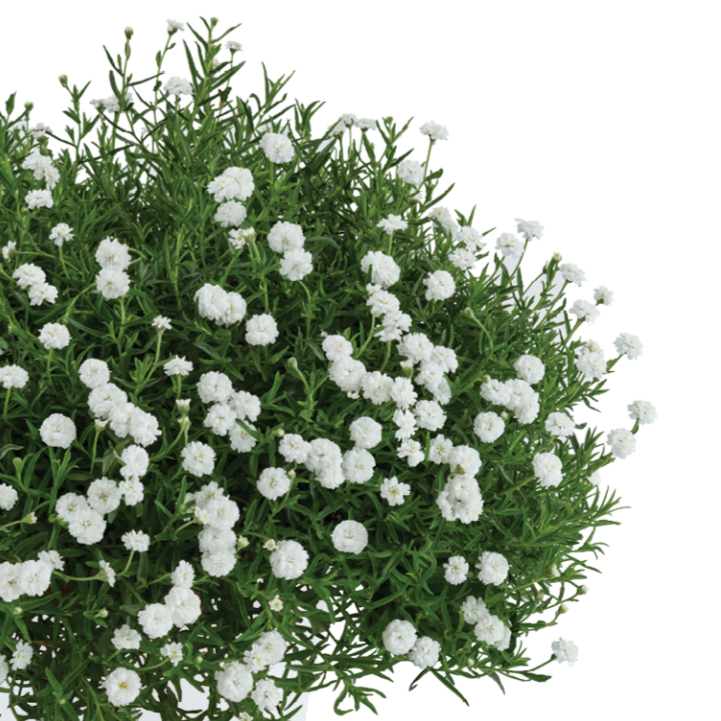 ACHILLEA SUMMER DRIFT 1.5L