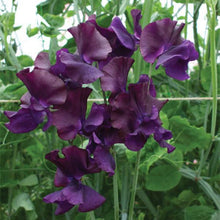 Load image into Gallery viewer, SWEET PEA LIQOURICE SEED
