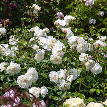 Load image into Gallery viewer, ROSE BUSH DAVID AUSTIN TRANQUILLITY
