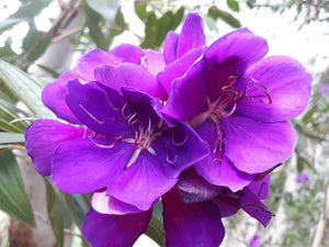 TIBOUCHINA GRANDIFLORA 3.5L