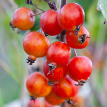 Load image into Gallery viewer, CRABAPPLE MALUS TOM&#39;S FLECK 15.0L
