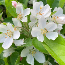 Load image into Gallery viewer, CRABAPPLE MALUS TOM&#39;S ORANGE 15.0L
