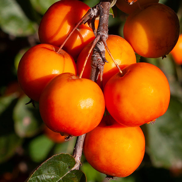 CRABAPPLE MALUS TOM'S ORANGE 15.0L