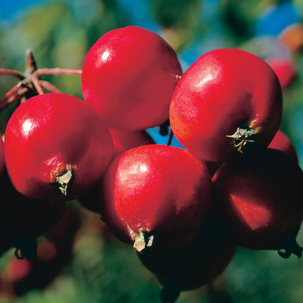 CRABAPPLE MALUS TOM'S RED 15.0L