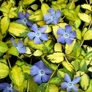 VINCA MINOR ILLUMINATION 1.5L