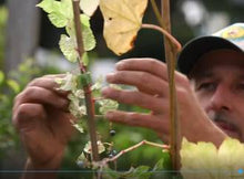 Load image into Gallery viewer, VELCRO GARDEN TIES 1.8M
