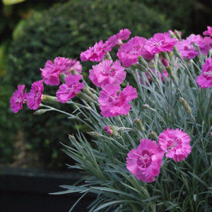 DIANTHUS ANGEL OF GRACE 1.5L