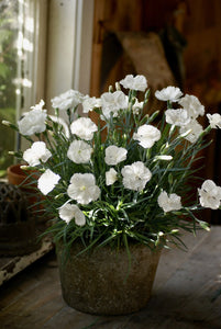 DIANTHUS ANGEL OF PURITY 1.5L