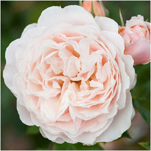Load image into Gallery viewer, ROSE BUSH FLORIBUNDA A MOMENT IN TIME
