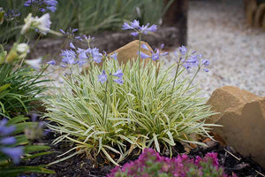 AGAPANTHUS GOLDEN DROP