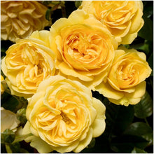 Load image into Gallery viewer, ROSE BUSH FLORIBUNDA ABSOLUTELY FABULOUS
