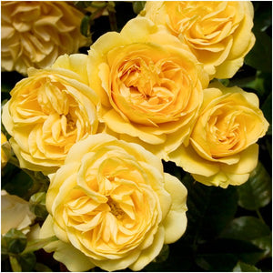 ROSE BUSH FLORIBUNDA ABSOLUTELY FABULOUS