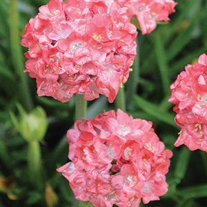 ARMERIA DREAMERIA DREAMLAND 1.5L