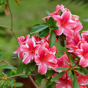 AZALEA EVERGREEN MRS KINT 4.0L