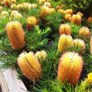 BANKSIA BIRTHDAY CANDLES 1.5L