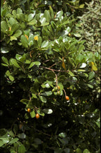 Load image into Gallery viewer, CORYNOCARPUS LAEVIGATUS KARAKA 1.0L
