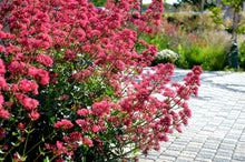 Load image into Gallery viewer, CENTRANTHUS VALERIAN RED 14CM
