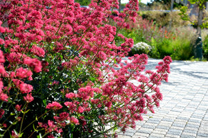 CENTRANTHUS VALERIAN RED 14CM