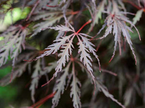 ACER DISSECTUM TAMUKEYAMA PB18