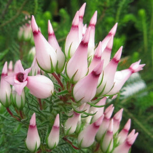 ERICA VENTRICOSA GLOBOSA 2.5L