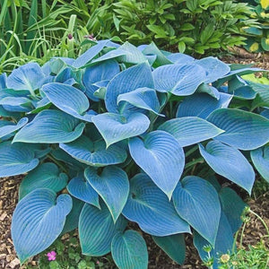 HOSTA HALCYON 2.0L