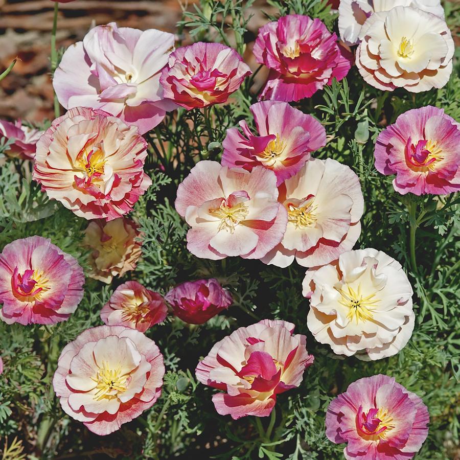 POPPY CALIFORNIAN THAI SILK SEED