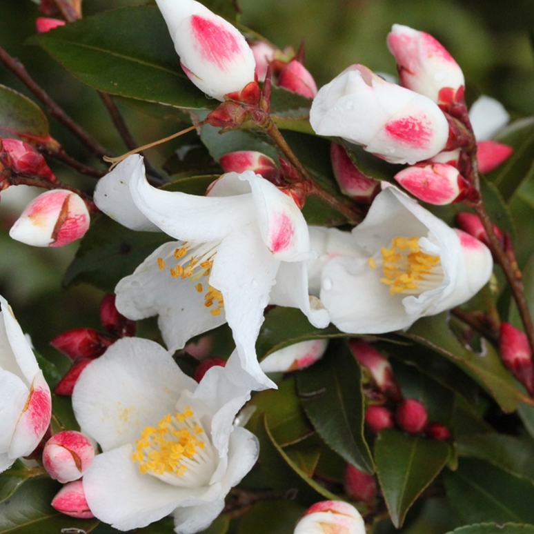 CAMELLIA SPECIES TRANSNOKOENSIS STANDARD