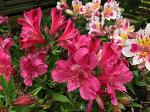 ALSTROEMERIA INCA CANDY 2.5L