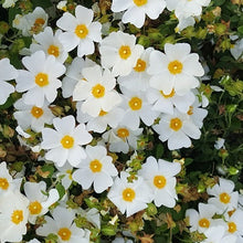 Load image into Gallery viewer, CISTUS SNOWMOUND 2.5L
