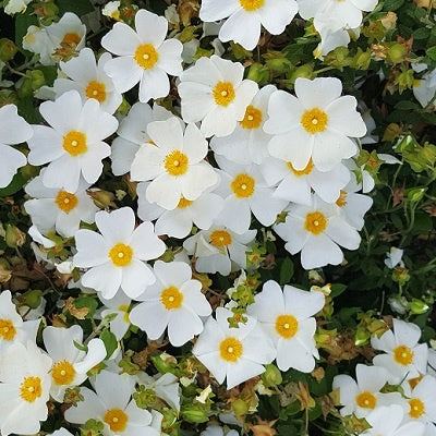 CISTUS SNOWMOUND 2.5L