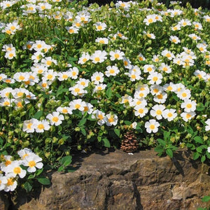 CISTUS SNOWMOUND 2.5L