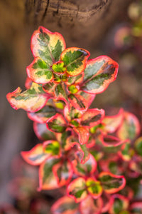 COPROSMA IGNITE