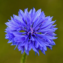 Load image into Gallery viewer, CORNFLOWER MYSTIC BLUE SEED

