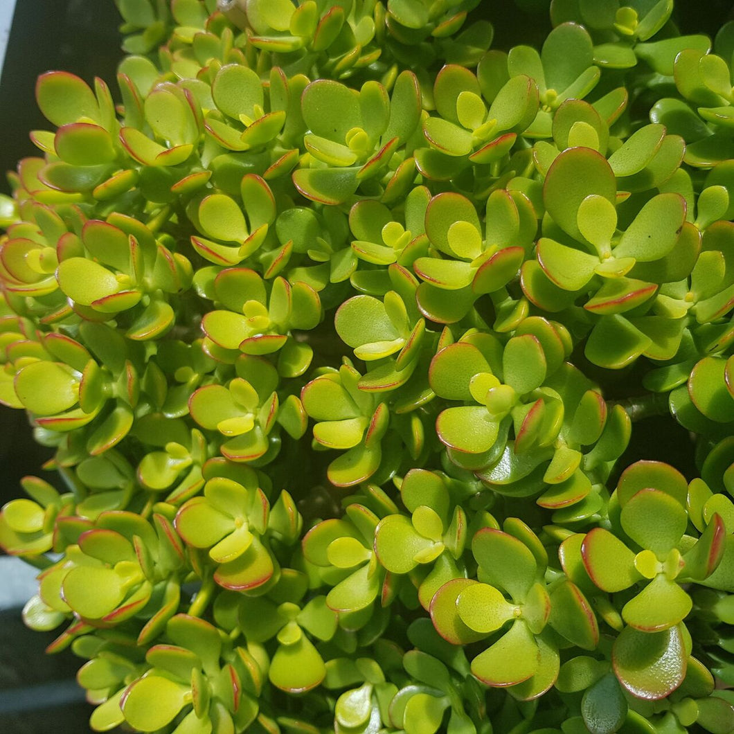 CRASSULA MINIMA 2.4L