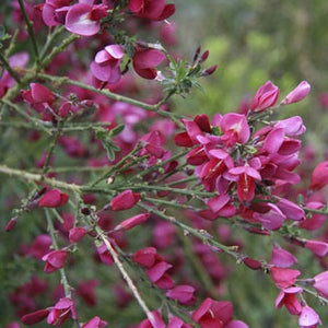 CYTISUS RASPBERRY RIPPLE 2.5L