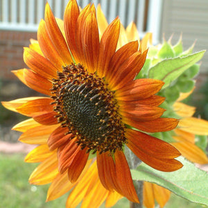 SUNFLOWER BRONZE SHADES SEED