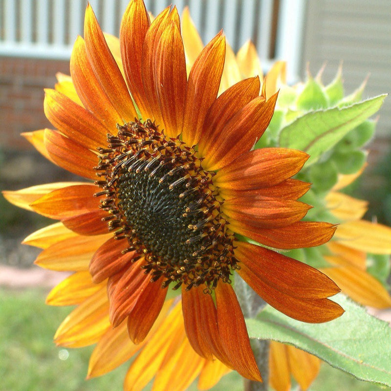 SUNFLOWER BRONZE SHADES SEED