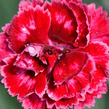 Load image into Gallery viewer, DIANTHUS ANGEL OF HARMONY 1.5L
