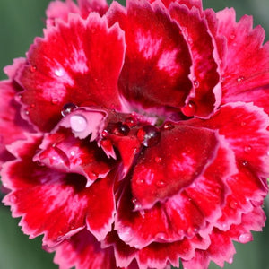 DIANTHUS ANGEL OF HARMONY 1.5L