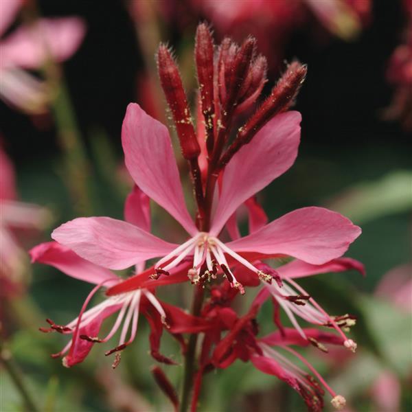 GAURA BALLERINA ROSE 12CM