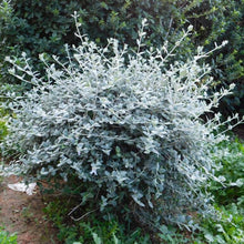 Load image into Gallery viewer, TEUCRIUM FRUTICANS STANDARD 1.0M
