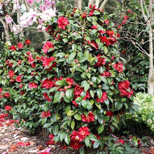 Load image into Gallery viewer, CAMELLIA JAPONICA BOB HOPE 4.0L
