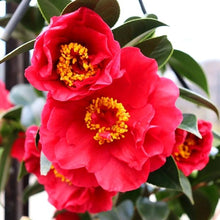 Load image into Gallery viewer, CAMELLIA JAPONICA BOB HOPE 4.0L
