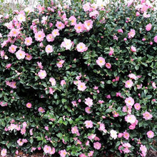 Load image into Gallery viewer, CAMELLIA HYBRID NICKY CRISP 4.0L
