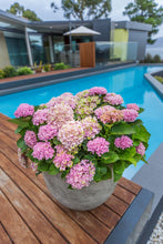 Load image into Gallery viewer, HYDRANGEA MACROPHYLLA MAGICAL REVOLUTION PINK 2.5L
