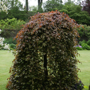 FAGUS SYLVATICA RIVERSII PENDULA PB40