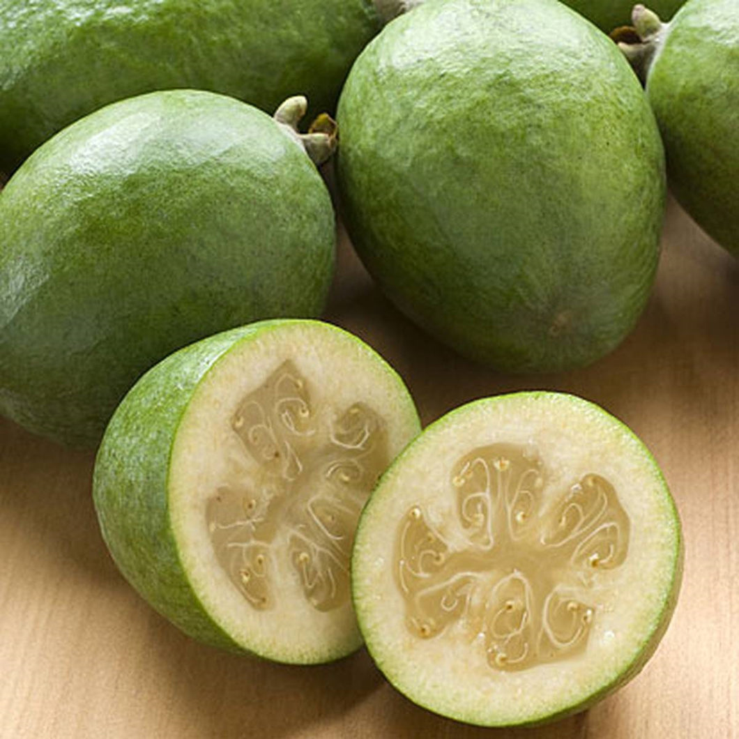 FEIJOA TAKAKA 3.3L