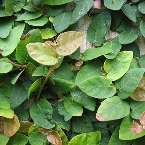 FICUS STIPULATA 2.5L