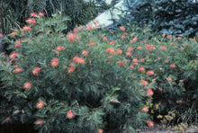 Load image into Gallery viewer, GREVILLEA NED KELLY
